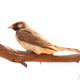 Illustration for article titled You Will Not Believe What This Ordinary-Looking Bird Does